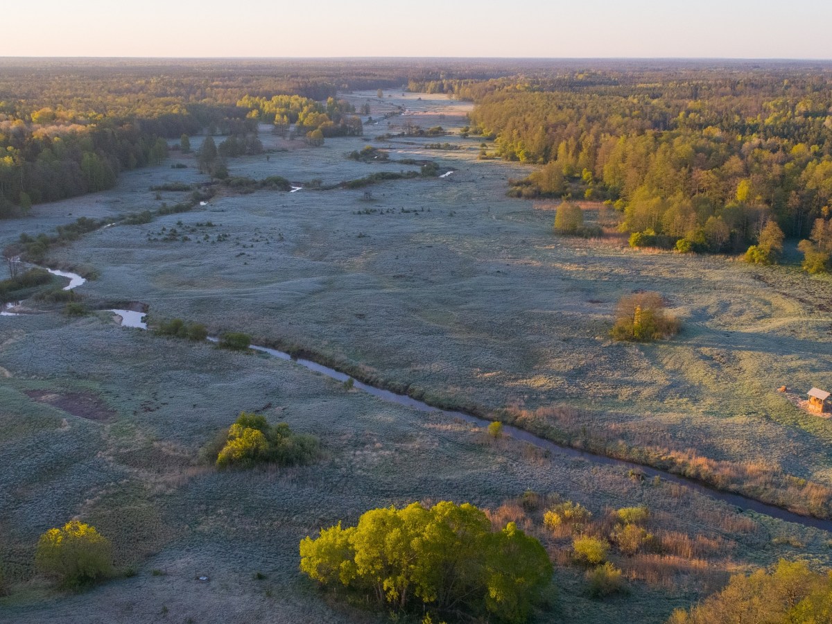 New comment for the EIEL website on logging in the Białowieża&nbsp;forest